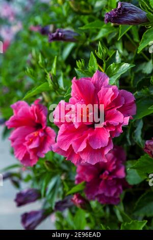 Un beau coup d'une fleur d'hibiscus rouge. Hawaiian, rose chinois Banque D'Images