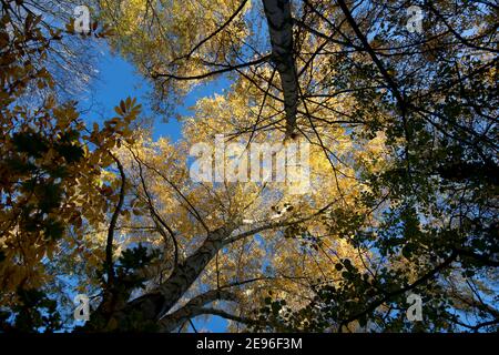 Un ciel d'automne bleu fort au-dessus d'une voûte en bois de bouleau éclairée par le soleil ; les couronnes en or à feuilles tournantes au-dessus de chênes et de cendres minces partagent l'intérieur de la forêt Banque D'Images