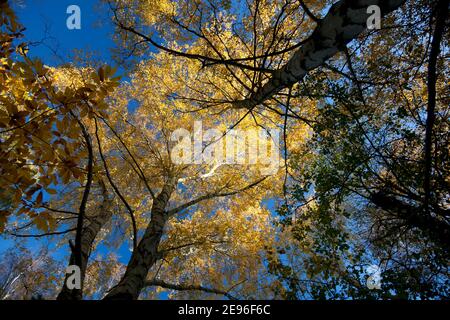 Un ciel d'automne bleu fort au-dessus d'une voûte en bois de bouleau éclairée par le soleil ; les couronnes en or à feuilles tournantes au-dessus de chênes et de cendres minces partagent l'intérieur de la forêt Banque D'Images