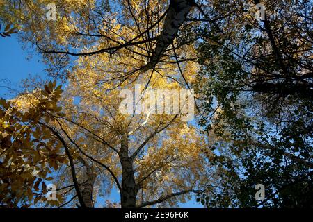 Un ciel d'automne bleu fort au-dessus d'une voûte en bois de bouleau éclairée par le soleil ; les couronnes en or à feuilles tournantes au-dessus de chênes et de cendres minces partagent l'intérieur de la forêt Banque D'Images