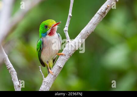 Tody cubain, Todus multicolore, adulte perché dans le Bush, Cuba Banque D'Images