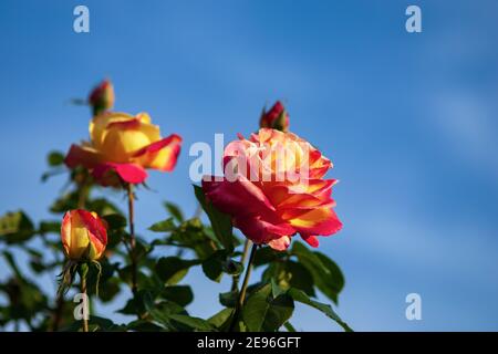 Roses vives contre le ciel bleu - roses Orient Express avec rouge-jaune grandes fleurs Banque D'Images