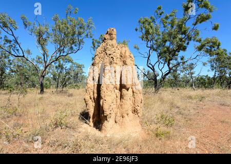 Tall Termite monte dans la savane, territoire du Nord, territoire du Nord, Australie Banque D'Images