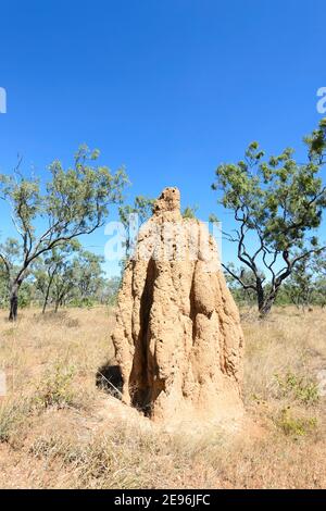 Vue verticale d'un grand termite dans la savane, territoire du Nord, territoire du Nord, Australie Banque D'Images