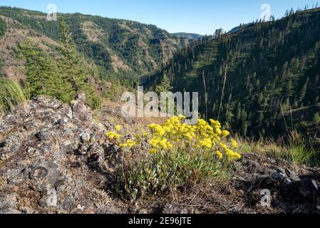 Fleur de soufre en fleur au-dessus de la rivière Grande ronde dans le nord-est de l'Oregon. Banque D'Images