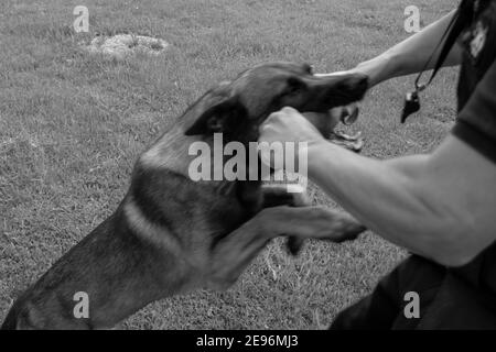 Berger belge Malinois chien d'agression formation à l'école k9 avec professeur utilisant un sifflet Banque D'Images