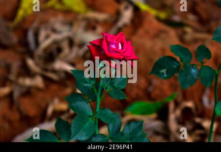 Roses rouges pour les couples en ce jour de la Saint-Valentin Banque D'Images