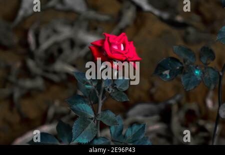 Roses rouges pour les couples en ce jour de la Saint-Valentin Banque D'Images