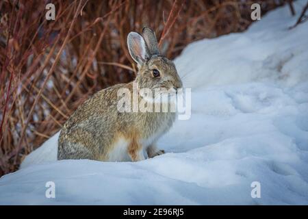 Lapin de la montagne ou de la queue de coton de Nuttall (Sylvilagus nuttalli) en hiver, Castle Rock Colorado US. Photo prise en décembre. Banque D'Images