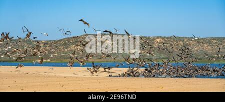 Grand groupe d'oiseaux sur la plage. Pélicans volants et mouettes, Californie Banque D'Images