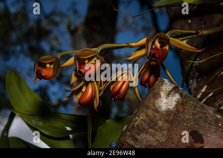 Orchidées sauvages de la forêt nuageuse de Panama Banque D'Images