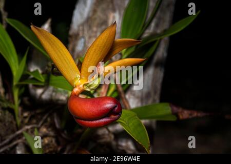 Orchidées sauvages de la forêt nuageuse de Panama Banque D'Images