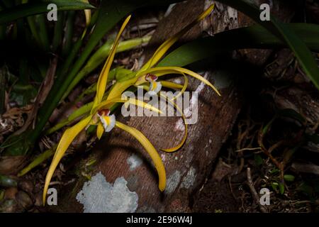 Orchidées sauvages de la forêt nuageuse de Panama Banque D'Images