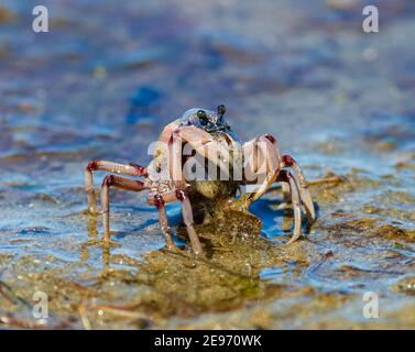 Crabes de soldat bleu clair (Mictyris longicarpus) qui traversent le sable à Beachmere, Queensland, Queensland, Australie Banque D'Images