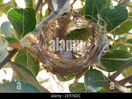 L'œuf de l'oiseau dont le bébé a volé. Vieux nid d'oiseaux sur les branches Banque D'Images