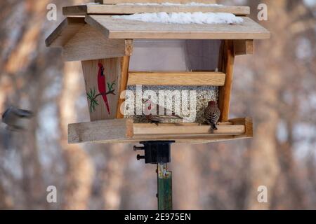 Vue rapprochée de deux finches de maison pourpres se nourrissant à un mangeoire à oiseaux en bois de carthame lors d'une journée d'hiver ensoleillée, avec un arrière-plan défoqué Banque D'Images