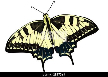 Papillon de citronnelle en gros plan. Papillons vectoriels de couleur jaune. Insecte isolé .