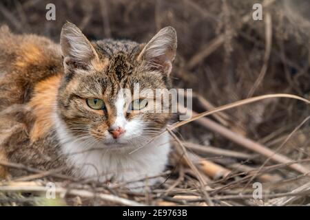 Portrait d'un chat domestique tricolore mignon Banque D'Images