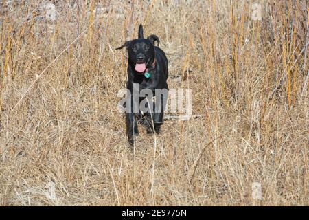 Black Labrador Retriever en cours d'exécution Banque D'Images