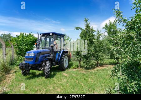 Agriculteur conduisant un tracteur à travers Apple Orchard. Pulvérisation d'un arbre Apple avec un tracteur. Un agriculteur pulvérise des arbres avec des pesticides toxiques ou de l'insecticide. Banque D'Images