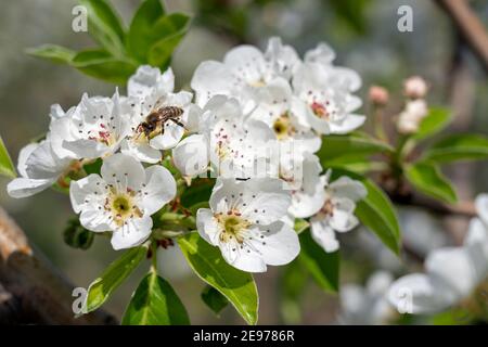 Scène de printemps dans le verger Blooming. Gros plan sur les fleurs de poires blanches qui se bloissent sur l'arbre. Banque D'Images