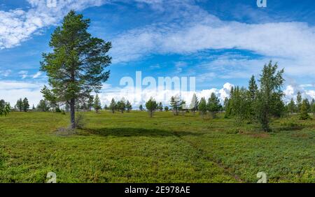 Paysage typique de la Scandinavie sauvage et de l'île de l'archipel avec de grandes forêts de pins sur l'île Stor-Rabben dans le golfe de Bothnia, au nord de la Suède, Banque D'Images