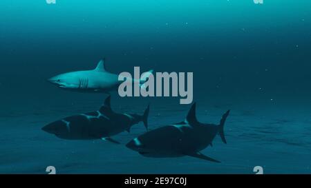 Gros plan de trois grands requins blancs nageant dans l'eau de l'océan bleu profond, scène sous-marine des requins blancs, Beauté de la vie marine , 4K haute qualité, 3d Banque D'Images