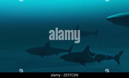 Groupe de grands requins blancs nageant dans l'eau bleu profond de l'océan, scène sous-marine de requins blancs, Beauté de la vie de mer, 4K haute qualité, rendu 3D. Banque D'Images