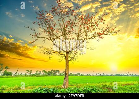 Magnifique Bombax Ceiba arbre fleurit au printemps coucher du soleil ciel. Cette fleur fonctionne comme un médicament pour traiter l'inflammation, la désintoxication, antiseptique, circ de sang Banque D'Images