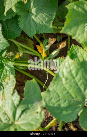 Jeune Cucumber en pleine croissance dans le jardin. De jeunes concombres verts frais poussent dans le jardin en terrain ouvert sur fond de sol brun avec un espace de copie pour le texte. ORG Banque D'Images