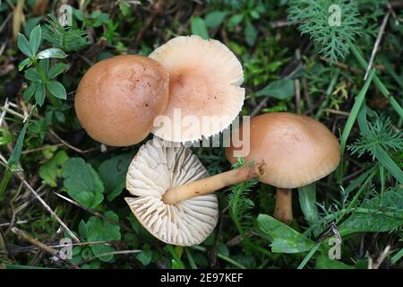 Marasmius oreades, connues sous le nom de champignon de l'anneau de fée ou de champignon de l'anneau de fée, champignons sauvages comestibles de Finlande Banque D'Images