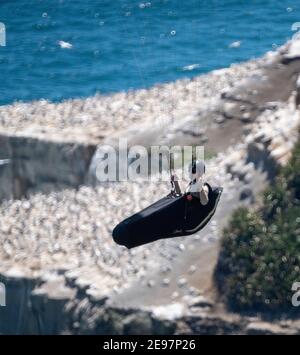 Muriwai Beach, Nouvelle-Zélande, le 3 février 2021 - UN pilote de parapente navigue sur les thermes au-dessus d'une colonie de Gannet au-dessus de Muriwai Beach sur la côte ouest de la Nouvelle-Zélande, à 40 km à l'ouest d'Auckland. Credit Rob Taggart/Alamy News en direct Banque D'Images