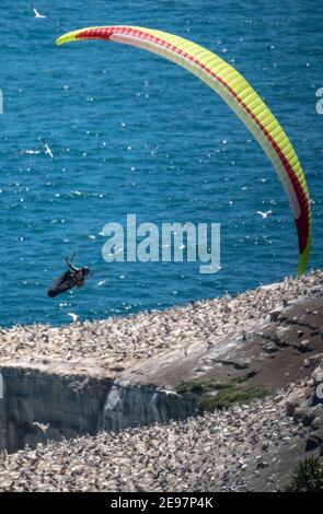 Muriwai Beach, Nouvelle-Zélande, le 3 février 2021 - UN pilote de parapente navigue sur les thermes au-dessus d'une colonie de Gannet au-dessus de Muriwai Beach sur la côte ouest de la Nouvelle-Zélande, à 40 km à l'ouest d'Auckland. Credit Rob Taggart/Alamy News en direct Banque D'Images