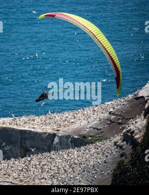 Muriwai Beach, Nouvelle-Zélande, le 3 février 2021 - UN pilote de parapente navigue sur les thermes au-dessus d'une colonie de Gannet au-dessus de Muriwai Beach sur la côte ouest de la Nouvelle-Zélande, à 40 km à l'ouest d'Auckland. Credit Rob Taggart/Alamy News en direct Banque D'Images