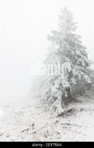 Sapins couverts de neige dans les montagnes Banque D'Images