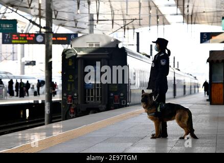 Tianjin, Chine. 1er février 2021. L'entraîneur Wang Ji et le chien de police Cha Cha sont en service sur une plate-forme de la gare de Tianjin, dans le nord de la Chine, Tianjin, le 1er février 2021. 'Fen Di', chien hybride allemand néerlandais et chien de garde à la succursale de Tianjin du bureau de sécurité publique ferroviaire de Pékin, travaille et vit avec son entraîneur Zhao hui depuis trois ans. Il y a maintenant une douzaine de chiens comme 'Fen Di' ici, qui agissent comme gardes dans la patrouille de routine et de bons partenaires dans l'entraînement. Credit: Xinhua/Alay Live News Banque D'Images