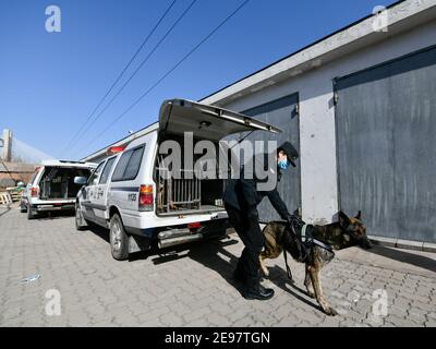 (210203) -- TIANJIN, le 3 février 2021 (Xinhua) -- le formateur Zhao hui et le chien de police 'Fen Di' se reposent à la base des chiens de police de la succursale de Tianjin du bureau de sécurité publique ferroviaire de Beijing après une séance de formation à Tianjin, dans le nord de la Chine, le 1er février 2021. 'Fen Di', chien hybride allemand néerlandais et chien de garde à la succursale de Tianjin du bureau de sécurité publique ferroviaire de Pékin, travaille et vit avec son entraîneur Zhao hui depuis trois ans. Il y a maintenant une douzaine de chiens comme 'Fen Di' ici, qui agissent comme gardes dans la patrouille de routine et de bons partenaires dans l'entraînement. Au cours de cette année Banque D'Images