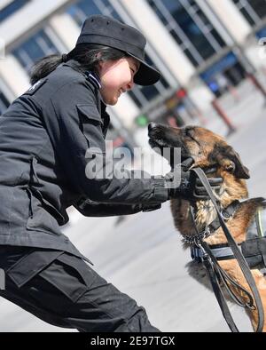 (210203) -- TIANJIN, le 3 février 2021 (Xinhua) -- le formateur Wang Ji et le chien de police Cha Cha interagissent entre eux lors d'un repos sur la place de la gare ferroviaire de Tianjin, dans le nord de la Chine, à Tianjin, le 1er février 2021. 'Fen Di', chien hybride allemand néerlandais et chien de garde à la succursale de Tianjin du bureau de sécurité publique ferroviaire de Pékin, travaille et vit avec son entraîneur Zhao hui depuis trois ans. Il y a maintenant une douzaine de chiens comme 'Fen Di' ici, qui agissent comme gardes dans la patrouille de routine et de bons partenaires dans l'entraînement. Pendant la course de voyage du Festival de printemps de cette année, plus de patrouilles pour Banque D'Images