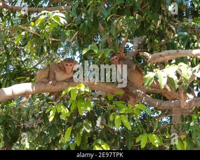 bébé singe assis sur une branche d'arbre Banque D'Images