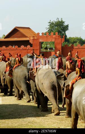 Dans la ville de Surin, située en Thaïlande -isan-, en novembre du 20 au 22, en l'année 2020, “Festival de l'éléphant 2020” Banque D'Images