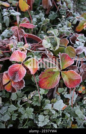 Gros plan des feuilles d'automne de fraise recouvertes de givre dans la plante Pot à la fin de l'été le beau rose rouge vert allocation de culture de plantes fruitières comestibles Banque D'Images