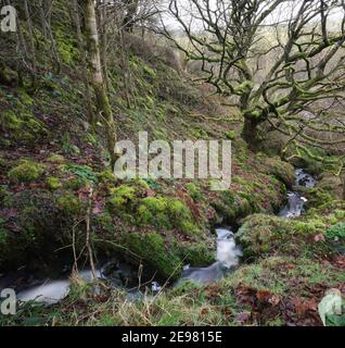 Avec du chêne couvert de mousse, janvier et le bois de Dales commence à se préparer pour le printemps Banque D'Images