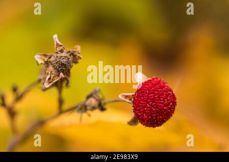 Mûre Thimbleberry, Rubus parviflorus, à l'automne, dans le parc national Kootenay, dans les Rocheuses canadiennes, en Colombie-Britannique, au Canada Banque D'Images