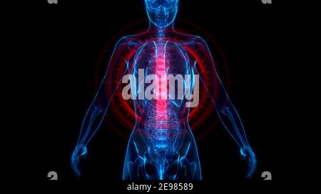 Illustration médicale 3d, thoracique, zone médiane de la colonne vertébrale sur le corps humain à rayons X. Banque D'Images