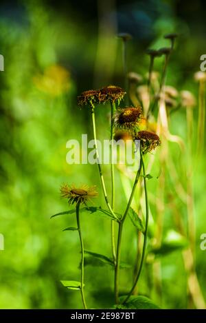 Des asters jaunes d'automne dans le soleil couchant dans la prairie. Banque D'Images