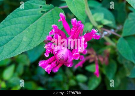 Sauge à feuilles roses « Boutin » (Salvia involucrata) dans le jardin du collectionneur Earl, château d'Arundel, West Sussex, Angleterre, Royaume-Uni Banque D'Images