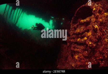 Un plongeur illumine les chaudières du bateau en bloc Tabarka à Burra Sound, Orkney, Écosse. Banque D'Images