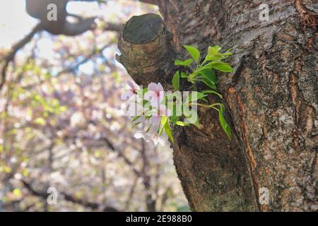 Fleurs printanières Blooming dans le village de Mulmangol, Busan, Corée du Sud, Asie. Banque D'Images