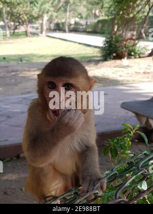 Singe enfant dans le jardin Banque D'Images