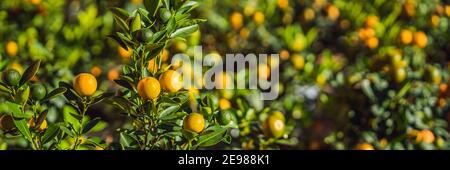 Close up agrumes orange vif sur un arbre, le Kumquat en l'honneur du nouvel an vietnamien. Marché aux fleurs de la nouvelle année lunaire. Le Nouvel An chinois. Le têt Banque D'Images